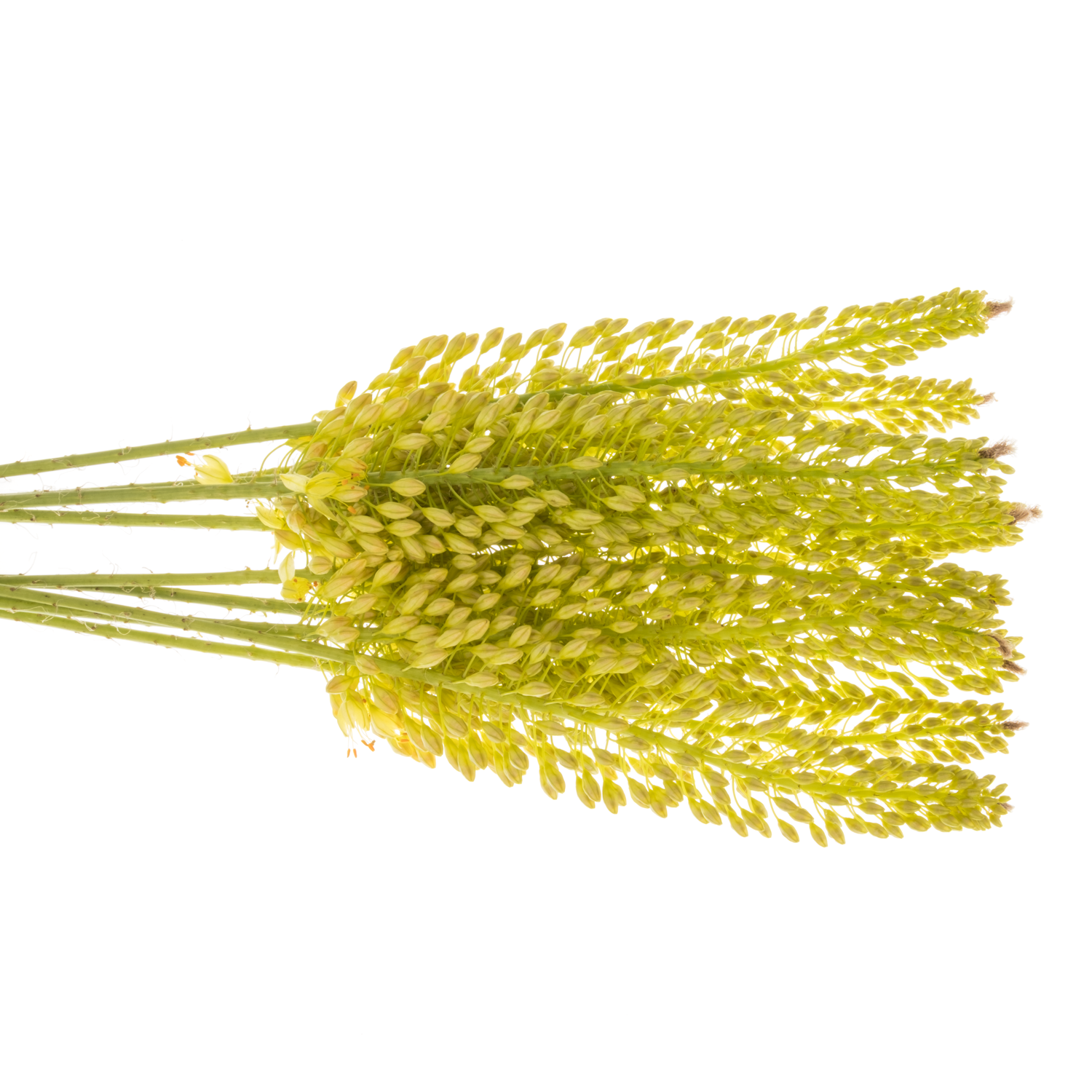 Eremurus gelb 60cm