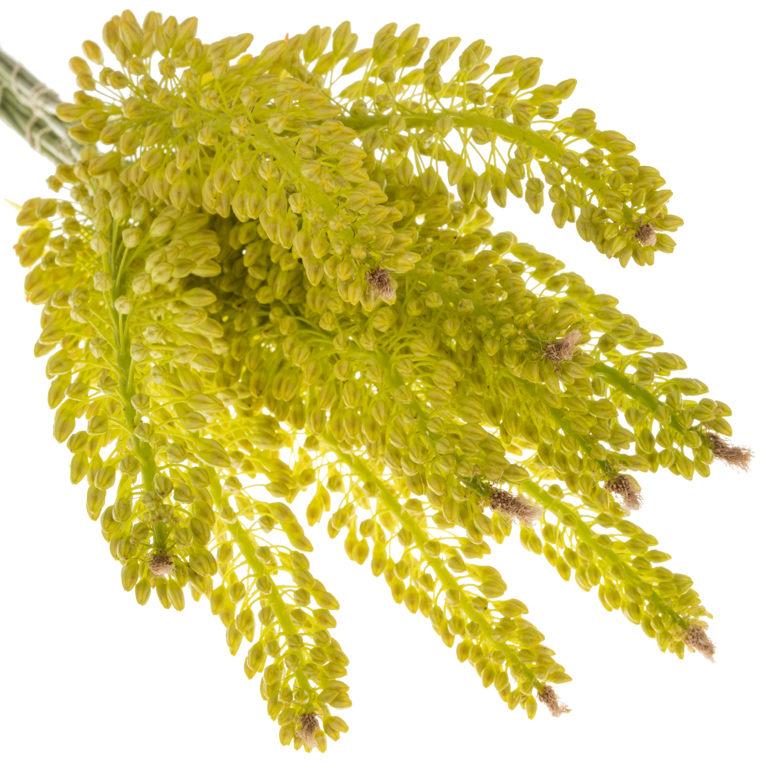 Eremurus gelb 60cm