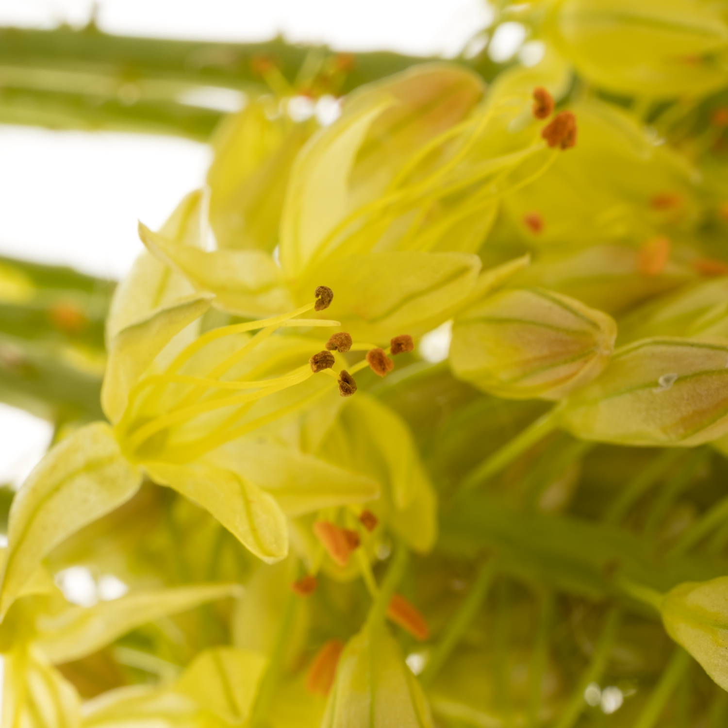 Eremurus gelb 60cm
