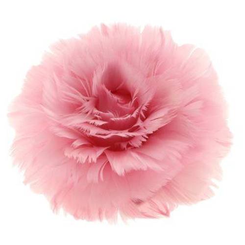 Clip Rose/Federn rosa D11cm H08cm