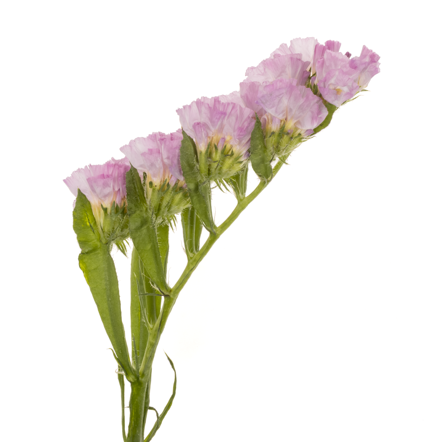 Statice dunkel rosa Rosella Sun Birds 75 Gramm 80cm