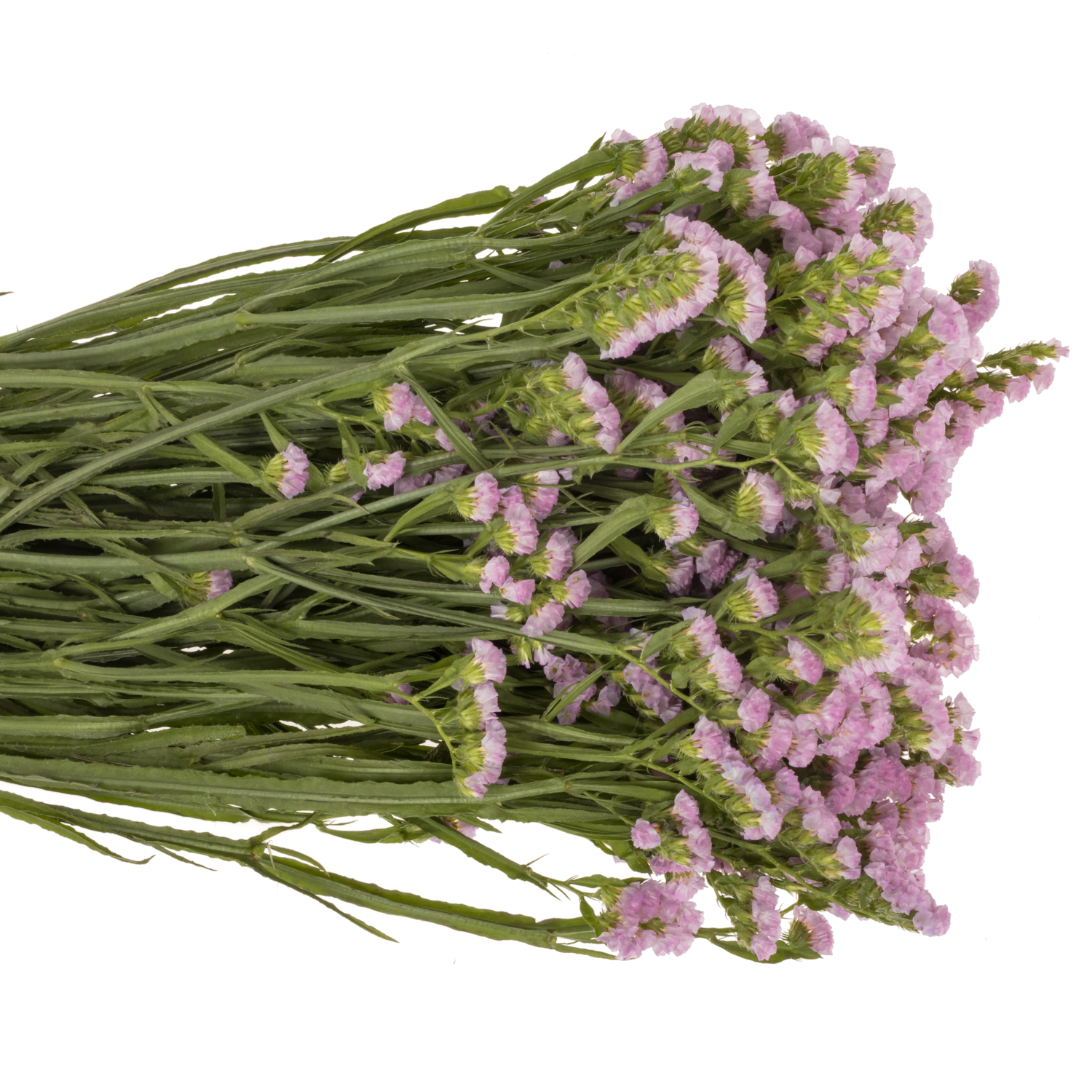 Statice dunkel rosa Rosella Sun Birds 75 Gramm 80cm