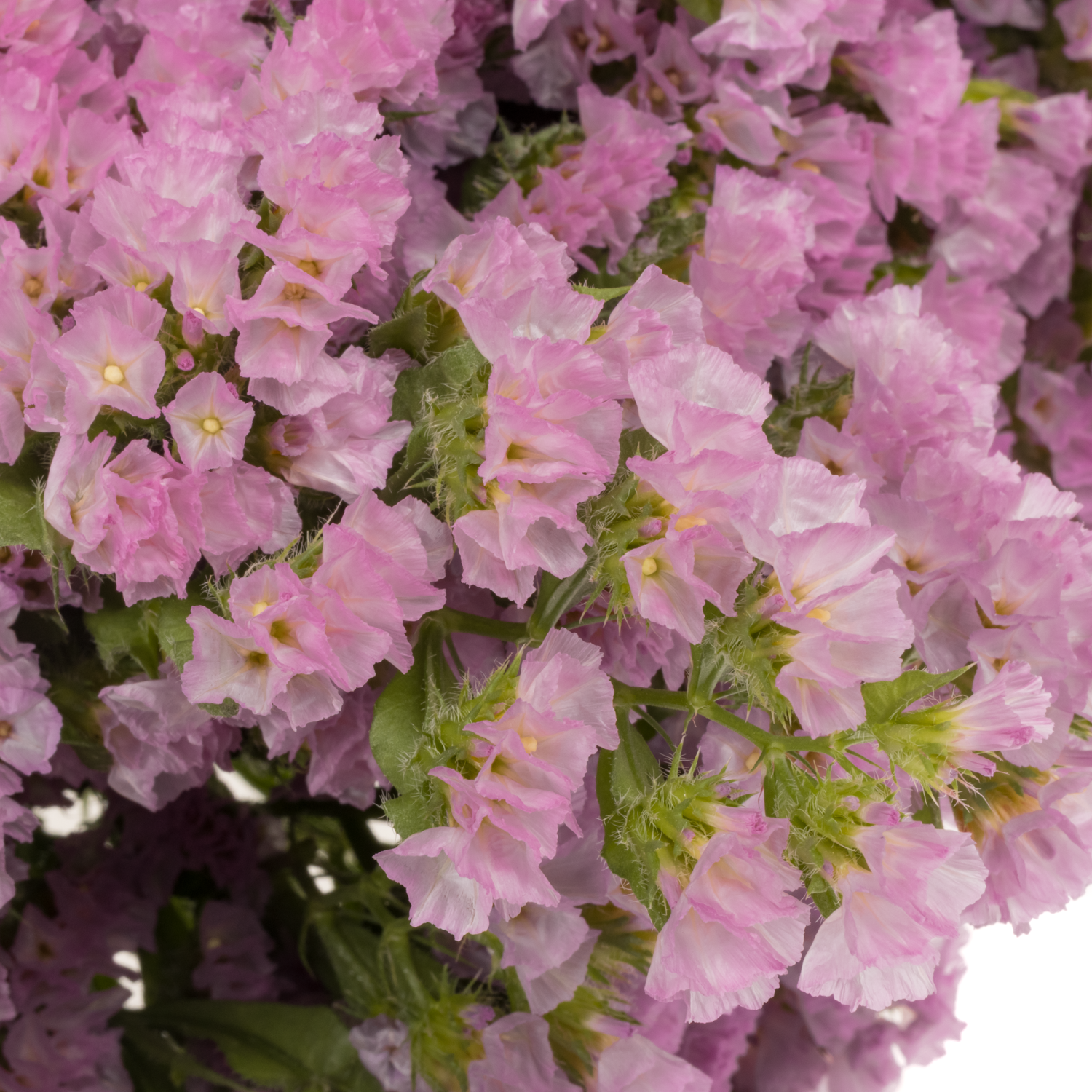 Statice dunkel rosa Rosella Sun Birds 75 Gramm 80cm