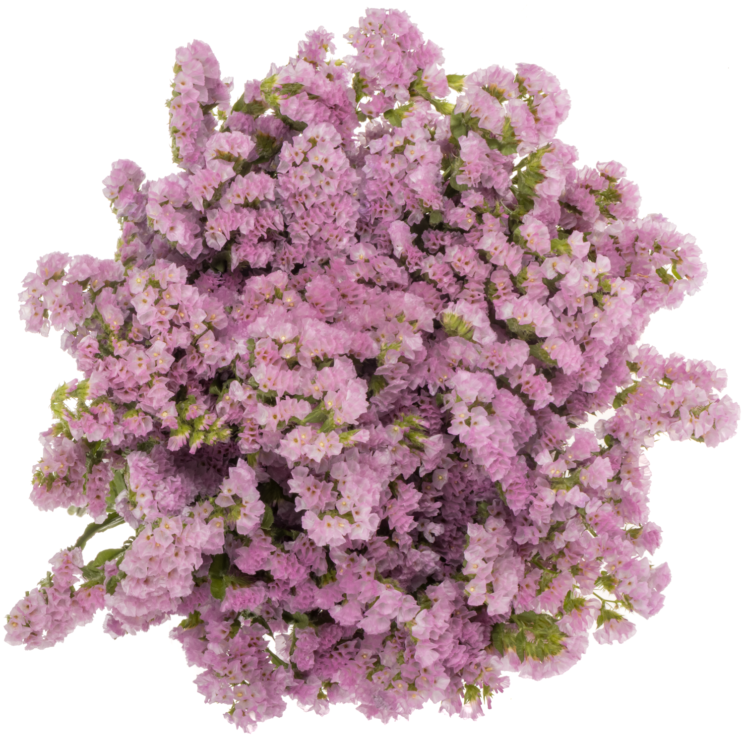 Statice dunkel rosa Rosella Sun Birds 75 Gramm 80cm