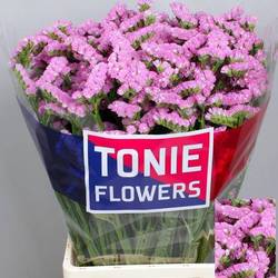 Statice dunkel rosa Rosella Sun Birds 55Gramm 80cm