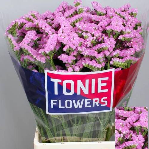 Statice dunkel rosa Rosella Sun Birds 55Gramm 80cm