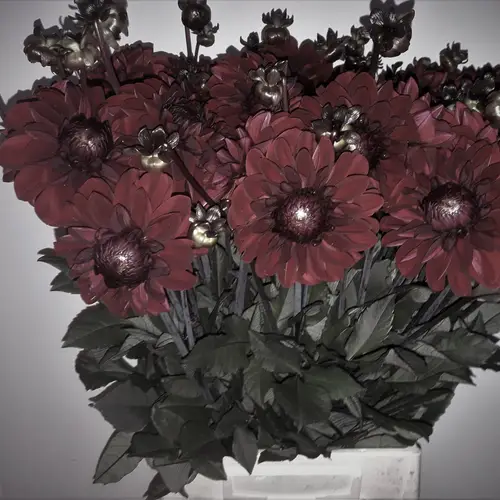 Dahlia weinrot Baccara 55cm