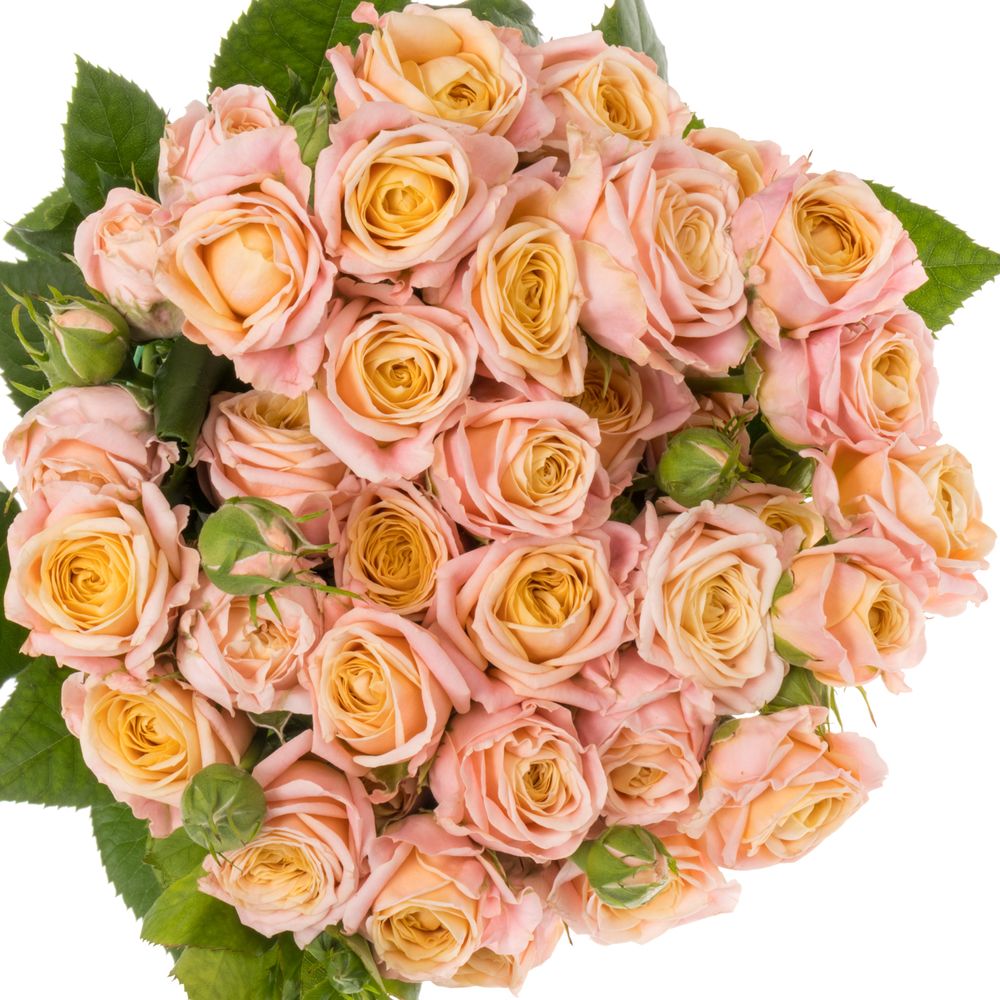 Rose verzweigt hell rosa/apricot Georgia Peach 4+Blüte 60cm