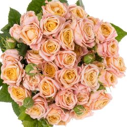Rose verzweigt hell rosa/apricot Georgia Peach 4+Blüte 60cm