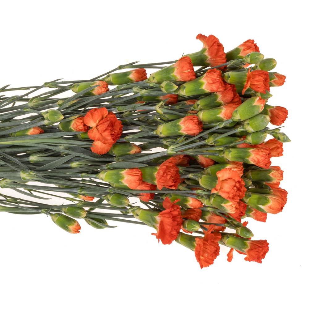 Spraynelke orange Fierro 60cm X20