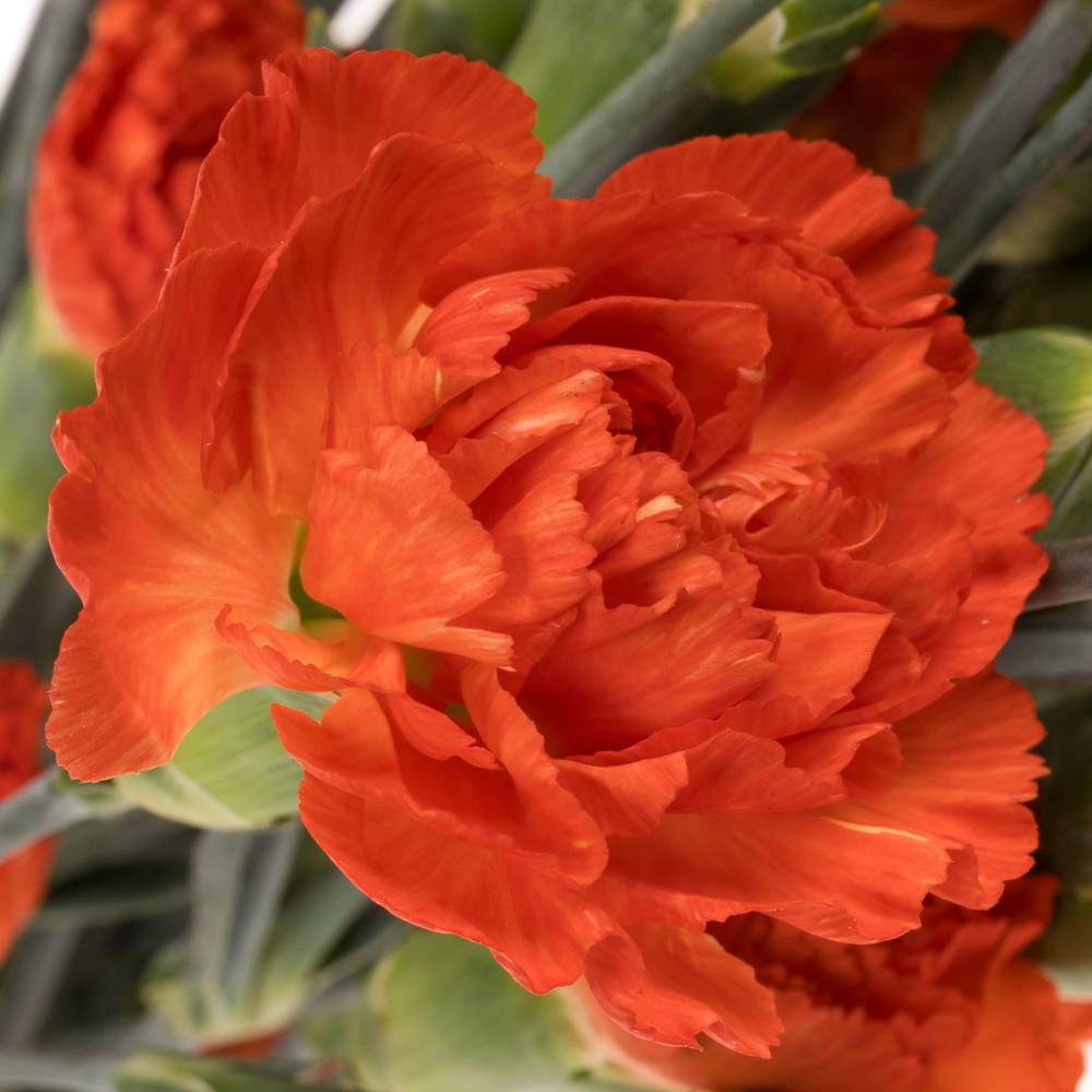 Spraynelke orange Fierro 60cm X20