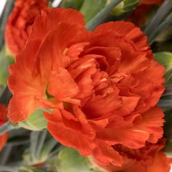 Spraynelke orange Fierro 60cm X20