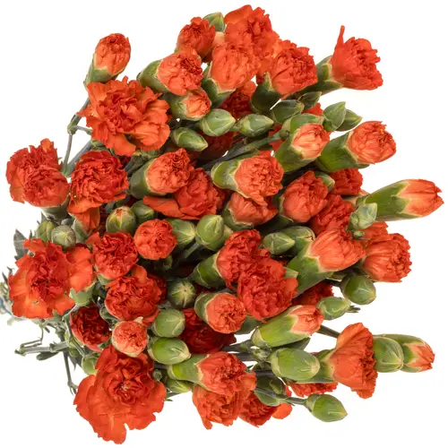 Spraynelke orange Fierro 60cm X20