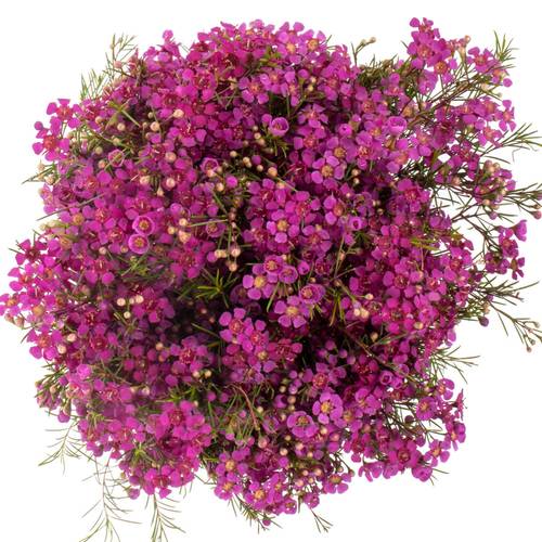 Wachsflower fuchsia Purple Rain 45Gramm 70cm