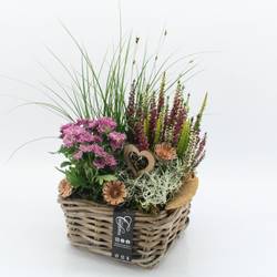 Garten.Arr-2504 Allerheiligen T23 H045