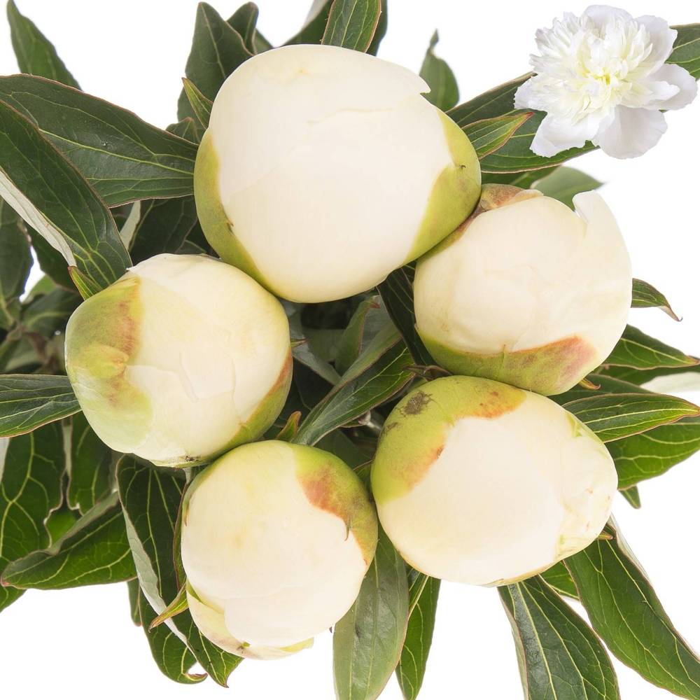 Pfingstrose weiss Duchesse Super 60cm