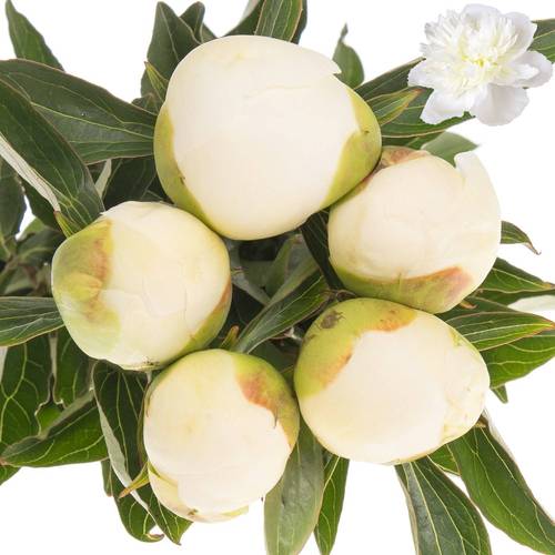 Pfingstrose weiss Duchesse Super 60cm