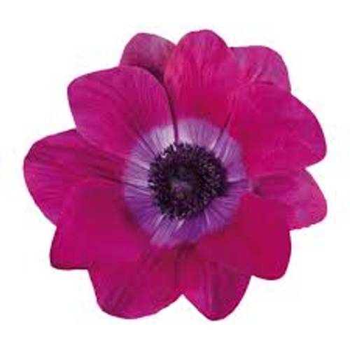 Anemone fuchsia Mistral Margenta Italien x 30 40cm