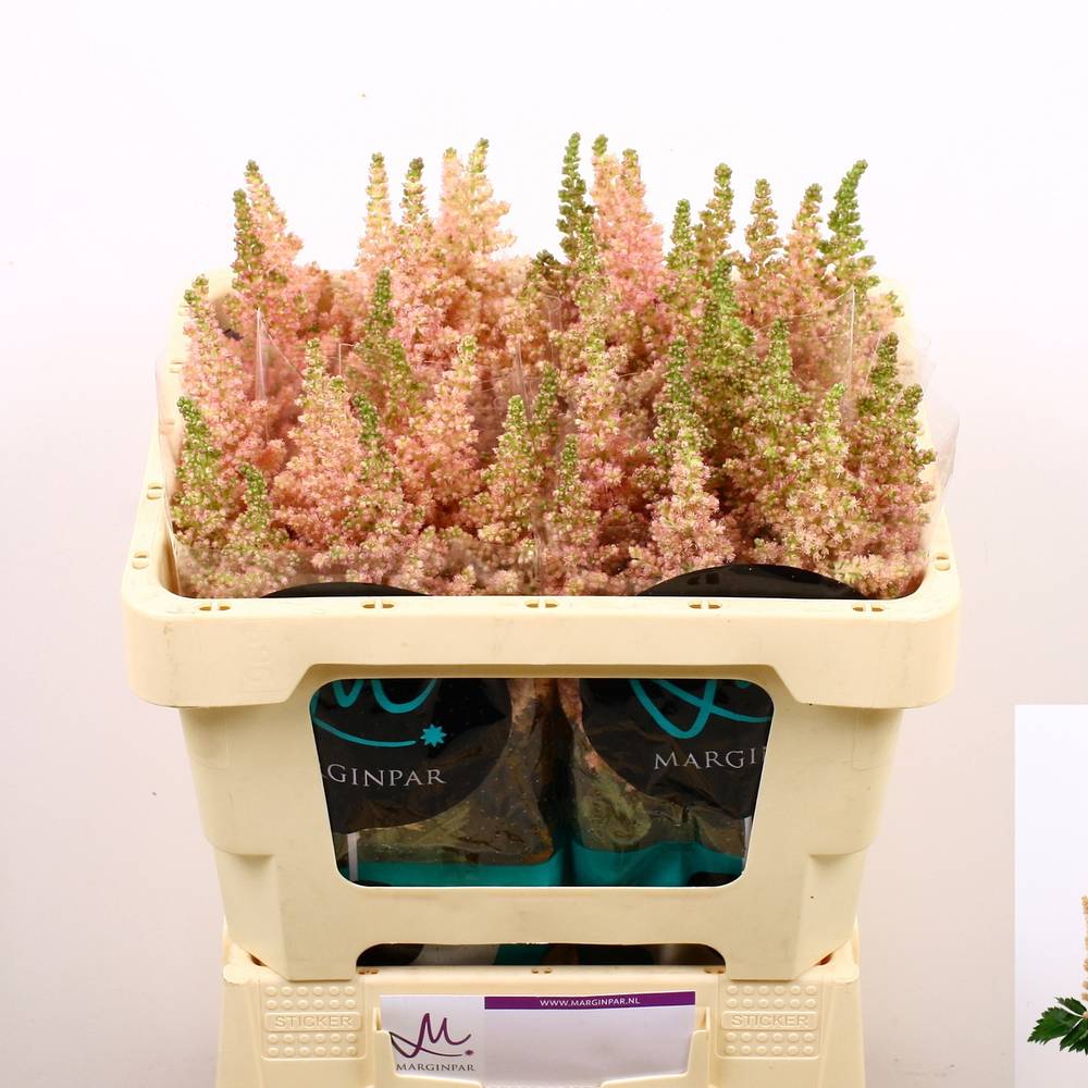 Spirea hell rosa Inferno 55cm