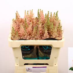 Spirea hell rosa Inferno 55cm