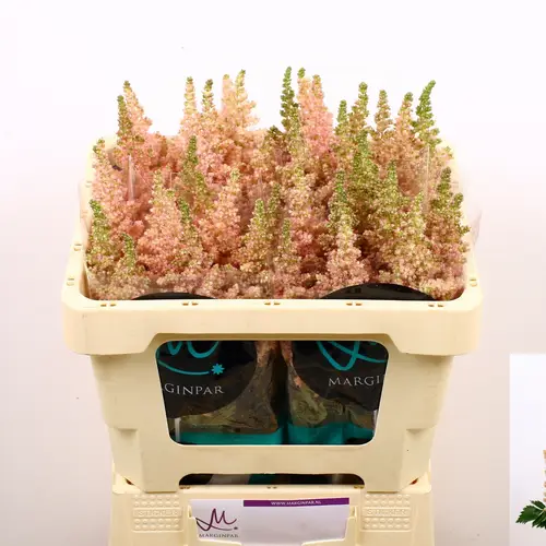 Spirea hell rosa Inferno 55cm