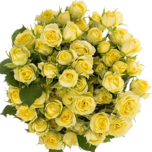 Rose verzweigt hell gelb Wedding Invite 4+Blüte 40cm