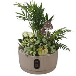 Chamaed.Arr PTHI3218 Herbst T19 H031