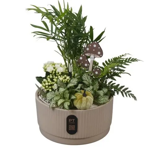 Chamaed.Arr PTHI3218 Herbst T19 H031