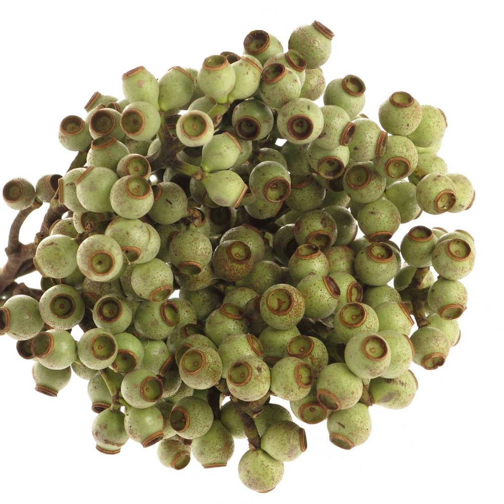 Euca Torriliana Beere 50cm