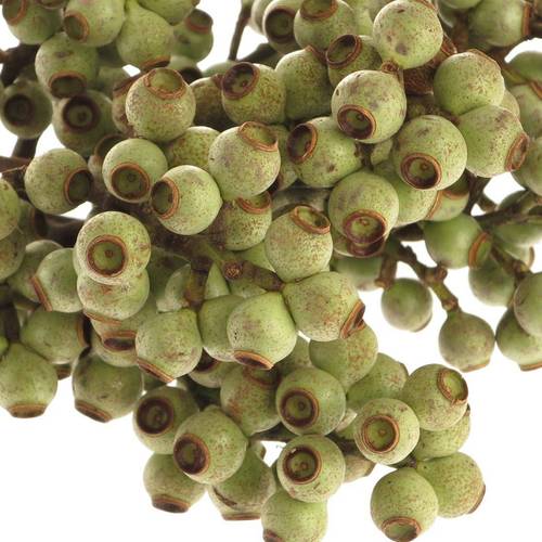 Euca Torriliana Beere 50cm