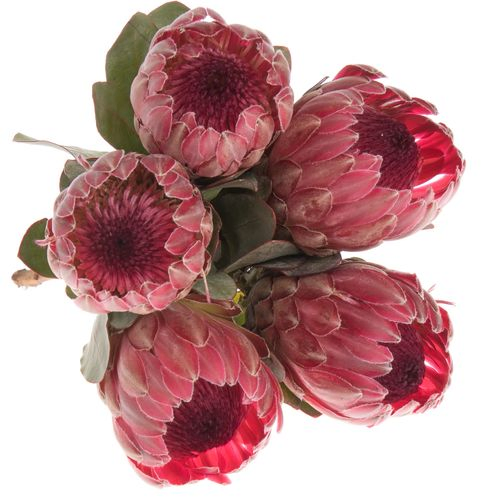 Protea rot Sharon 40cm