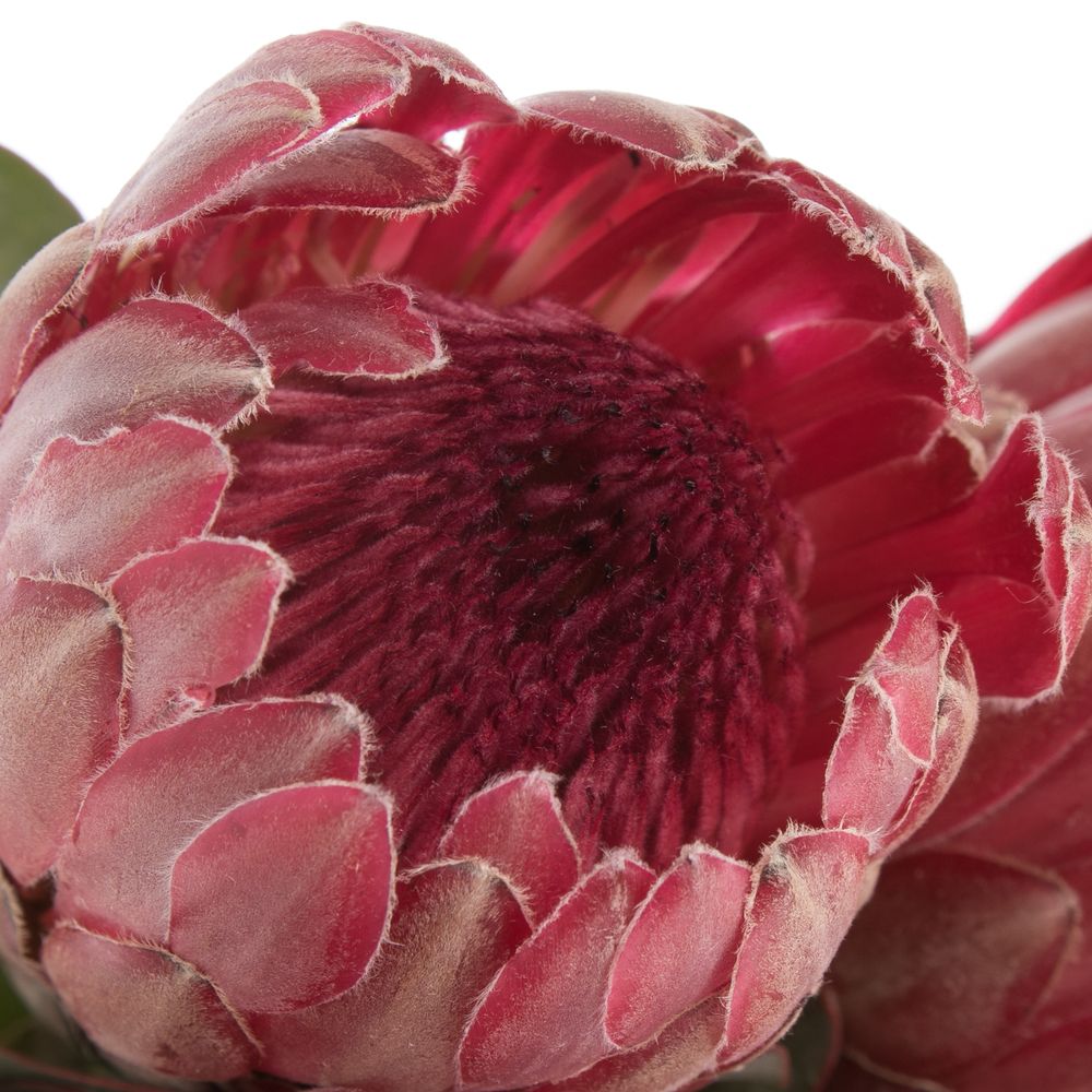Protea rot Sharon 40cm