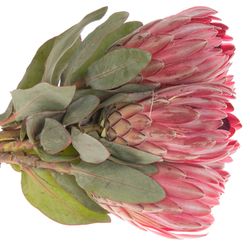 Protea rot Sharon 40cm