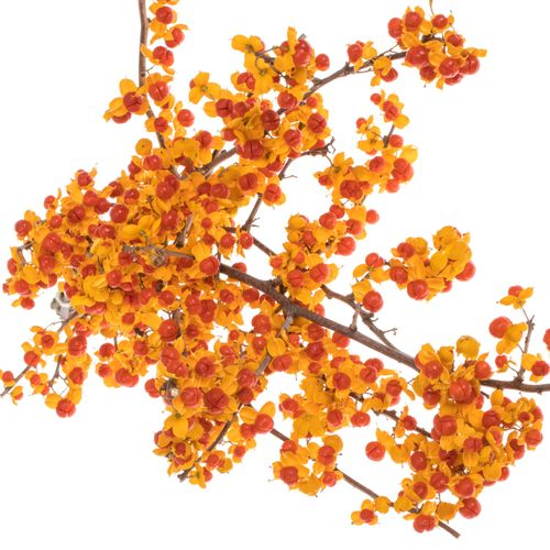 Celastrus Orang 40cm