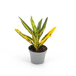 Codiaeum var. Sunny Star p6 T6 H18