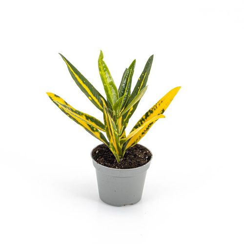 Codiaeum var. Sunny Star p6 T6 H18