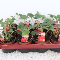 Fragaria Ananassa Ostara T09,5 H015