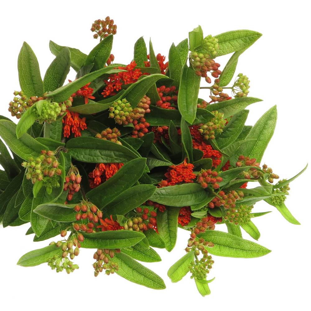 Aesclepia dunkel orange Red Beauty 50cm