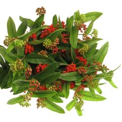 Aesclepia dunkel orange Red Beauty 50cm