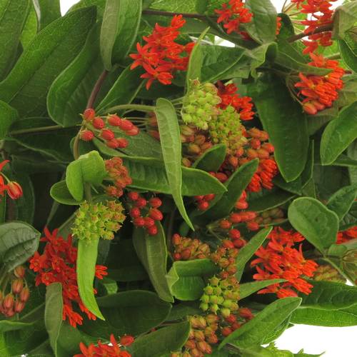 Aesclepia dunkel orange Red Beauty 50cm