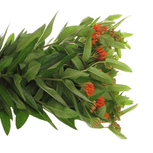 Aesclepia dunkel orange Red Beauty 50cm