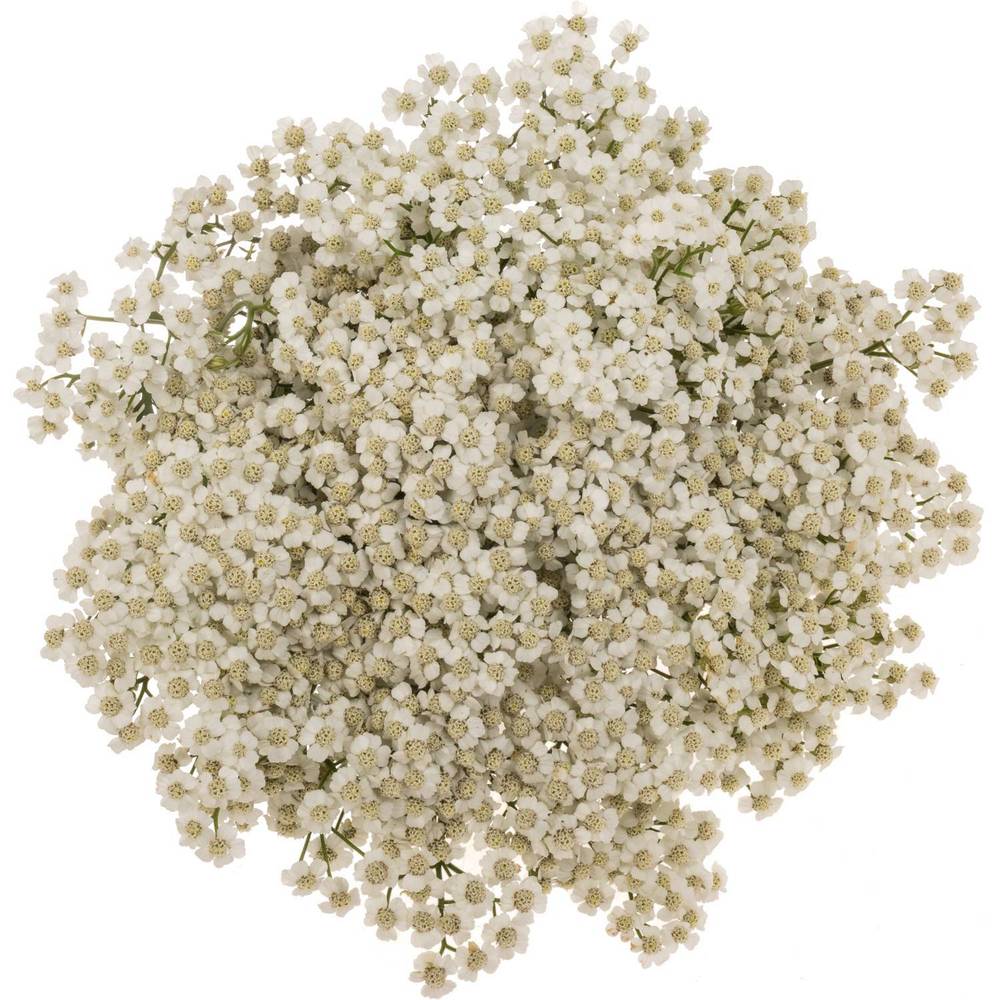 Achillea weiss Beauty 55cm