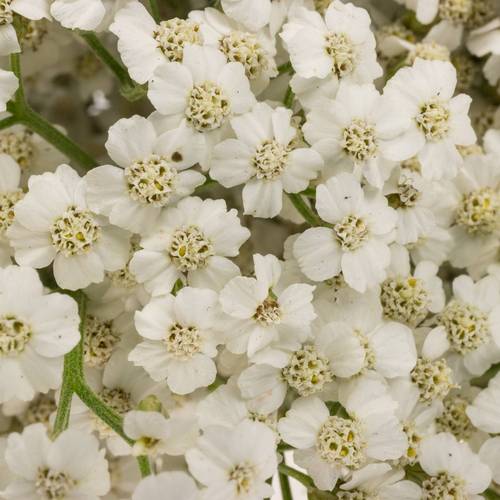 Achillea weiss Beauty 55cm