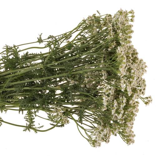 Achillea weiss Beauty 55cm