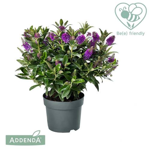 Hebe lila Emma Addenda T17 H040