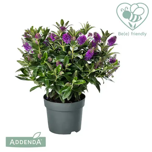 Hebe lila Emma Addenda T17 H040