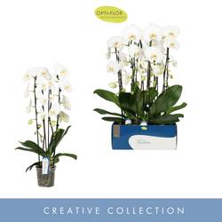 Phal.2-R weiss Fontano Wealth T15 H085