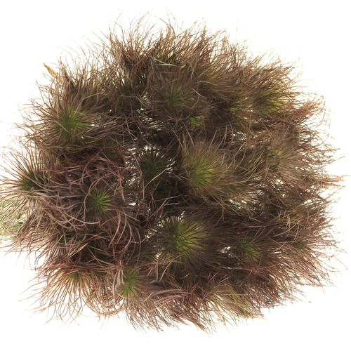 Pulsatilla braun 40cm