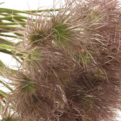 Pulsatilla braun 40cm