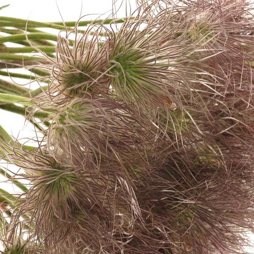 Pulsatilla braun 40cm